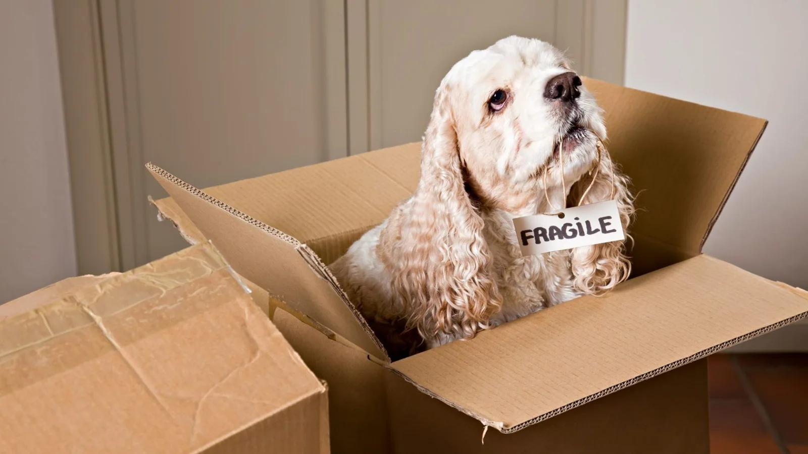 How to Move with Pets Without Stress article image